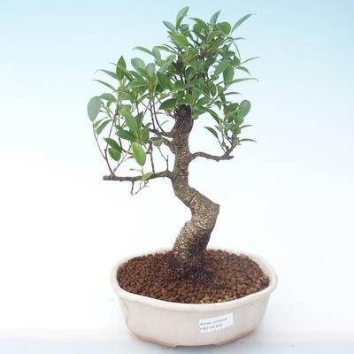 Innenbonsai - Ficus retusa - kleiner Blattficus PB2191916 - 1