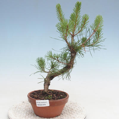 Bonsai im Freien - Pinus Sylvestris - Waldkiefer - 1