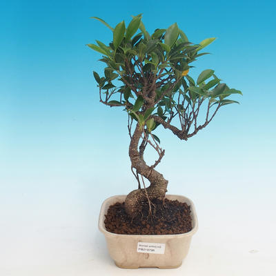 Zimmerbonsai - Ficus kimmen - kleiner Ficus