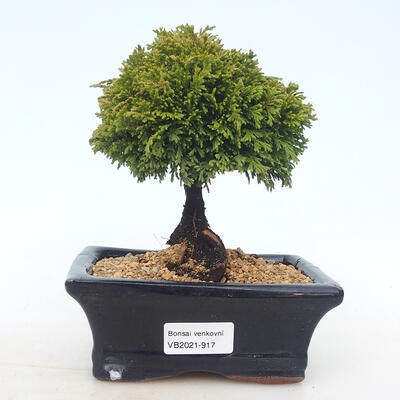 Bonsai im Freien - Erbsen tragende Zypresse - Chamacyparys pisifera TSUKUMO - 1