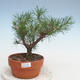 Bonsai im Freien - Pinus Sylvestris - Waldkiefer - 1/3