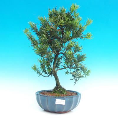 Pokojová bonsai-Podocarpus- kamenný tis PB215961 - 1