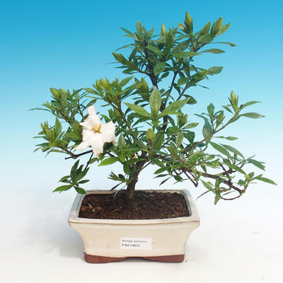 Zimmer bonsai - Gardenia jasminoides-Gardenie - 1