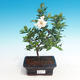 Zimmer bonsai - Gardenia jasminoides-Gardenie - 1/2