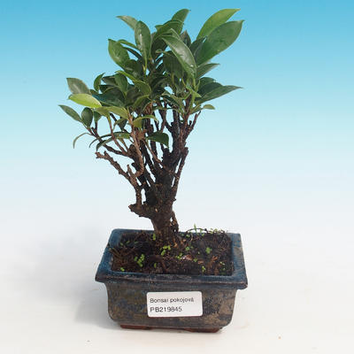 Zimmerbonsai - Ficus retusa - kleiner Ficus - 1