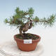Bonsai im Freien - Pinus Sylvestris - Waldkiefer - 1/2