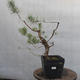 Yamadori - Pinus sylvestris - Waldkiefer - 1/3