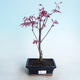 Outdoor Bonsai - Acer Palme. Atropurpureum-rotes Palmblatt - 1/3