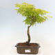 Acer palmatum Aureum - Goldener Palmahorn - 1/2