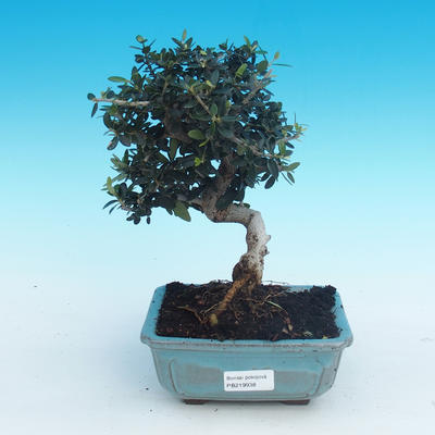 Innenbonsais - Olea europaea sylvestris - oliva europäisches kleines - 1