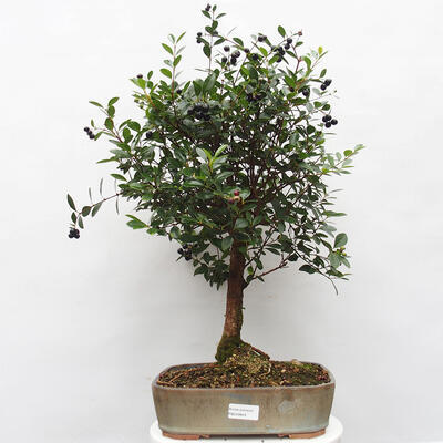 Zimmerbonsai mit Untertasse - Syzygium - Piment - 1