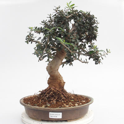 Zimmer-Bonsai - Olea europaea sylvestris - Olivgrüne europäische Bazillen - 1