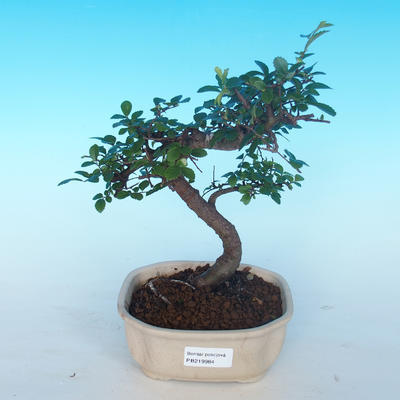Indoor-Bonsai - Ulmus parvifolia - Kleine Ulme - 1
