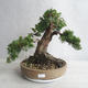Bonsai im Freien - Juniperus chinensis - chinesischer Wacholder - 1/5