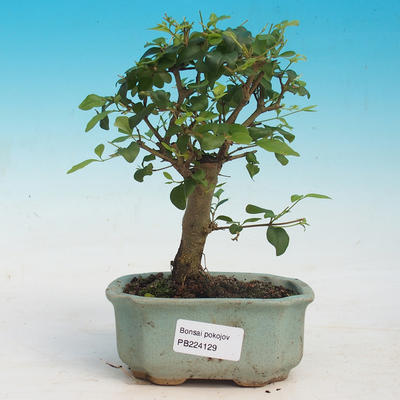 Zimmerbonsai -Ligustrum chinensis - Liguster - 1