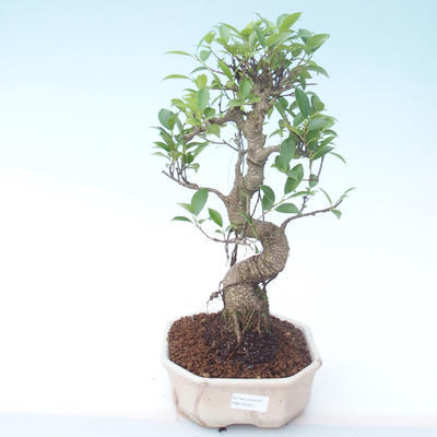 Innenbonsai - Ficus retusa - kleiner Blattficus PB2191911 - 1