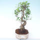 Innenbonsai - Ficus retusa - kleiner Blattficus PB2191911 - 1/2