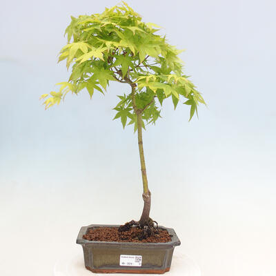 Acer palmatum Aureum - Goldener Palmahorn - 1