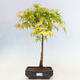 Acer palmatum Aureum - Goldener Palmahorn - 1/2