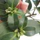 Zimmer-Bonsai Camellia Camellia-euphlebia - 1/2