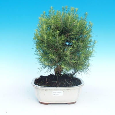 Indoor Bonsai-Pinus halepensis