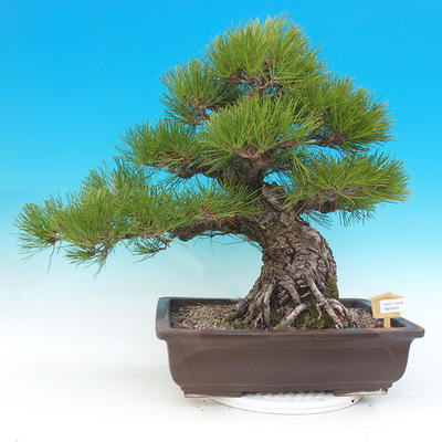 Bonsai im Freien - Pinus thunbergii - Thunbergova-Kiefer - 1