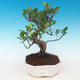 Indoor-Bonsai - Ficus retusa - kleiner Ficus - 1/2