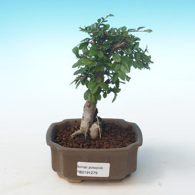 Indoor Bonsai-Ulmus Parvifolia-Kleine Blattulme PB2191279
