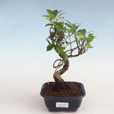 Indoor Bonsai - Ficus kimmen - kleiner Blattficus PB2191314