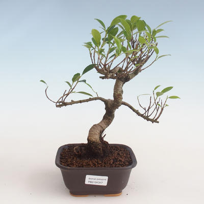 Indoor Bonsai - Ficus kimmen - kleiner Blattficus PB2191317