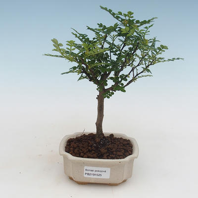 Indoor Bonsai - Zantoxylum piperitum - Pfefferbaum PB2191525 - 1