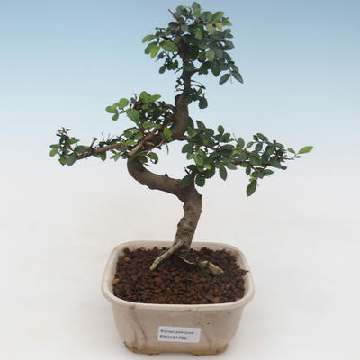 Innenbonsai - Ulmus parvifolia - kleine Blattulme PB2191785 - 1