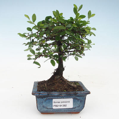 Indoor Bonsai - Ulmus Parvifolia-Kleine Blattulme 414-PB2191382