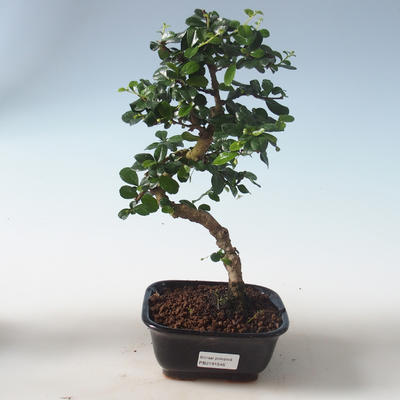Innenbonsai - Carmona macrophylla - Tee fuki PB2191546 - 1