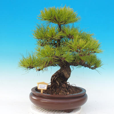 Bonsai im Freien - Pinus densiflora - rote Kiefer - 1