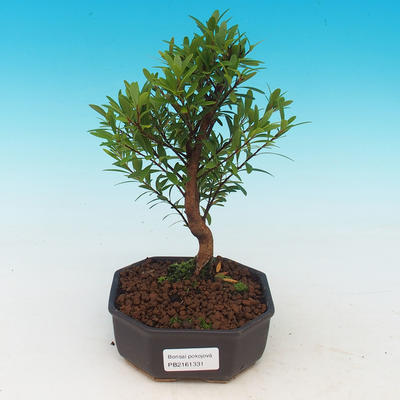 Zimmerbonsai Syzygium -Pimentovník PB217385 - 1