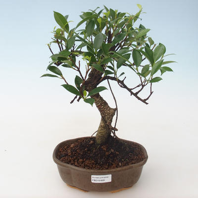 Innenbonsai - Ficus retusa - kleiner Blattficus PB2191681 - 1