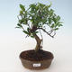 Innenbonsai - Ficus retusa - kleiner Blattficus PB2191681 - 1/2