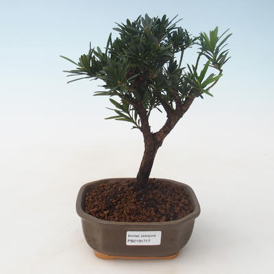 Indoor Bonsai - Podocarpus - Steineibe PB2191717 - 1
