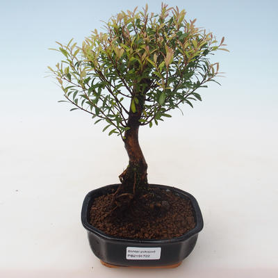Indoor Bonsai - Syzygium - Pimentovník PB2191722 - 1