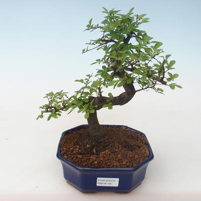 Indoor Bonsai - Ulmus parvifolia - Kleine Blattulme PB2191731 - 1