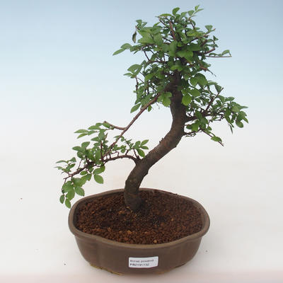 Indoor Bonsai - Ulmus parvifolia - Kleine Blattulme PB2191732 - 1