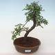 Indoor Bonsai - Ulmus parvifolia - Kleine Blattulme PB2191732 - 1/3