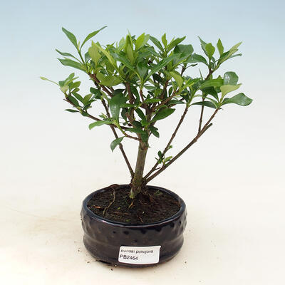 Innenbonsai - Gardenia jasminoides-Gardenia - 1