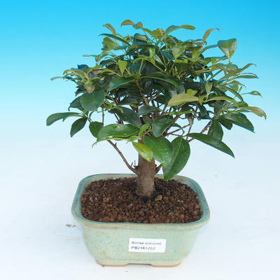 Zimmer Bonsai - australische Kirsche - Eugenia uniflora - 1