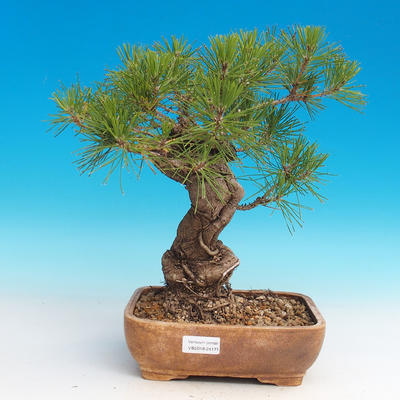 Pinus thunbergii - Kiefer thunbergova - 1