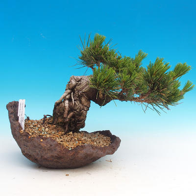 Pinus thunbergii - Kiefer thunbergova - 1