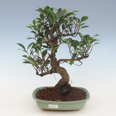 Innenbonsai - Ficus retusa - kleiner Blattficus 2191462 - 1
