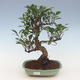 Innenbonsai - Ficus retusa - kleiner Blattficus 2191462 - 1/2