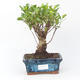 Zimmerbonsai - Ficus retusa - kleiner Ficus - 1/2
